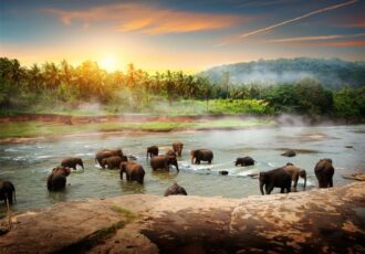 Pinnawala Elephant Orphanage