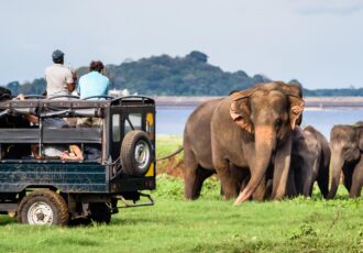 Elephant watching at Yala National Park