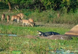 Yala National Park