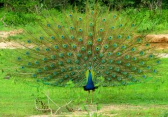 Yala National Park